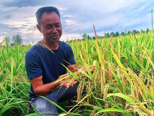 吉安市青原区文陂镇武岗村种粮大户陈友镁看着长势喜人的水稻,喜上眉梢。(秦璐 摄)