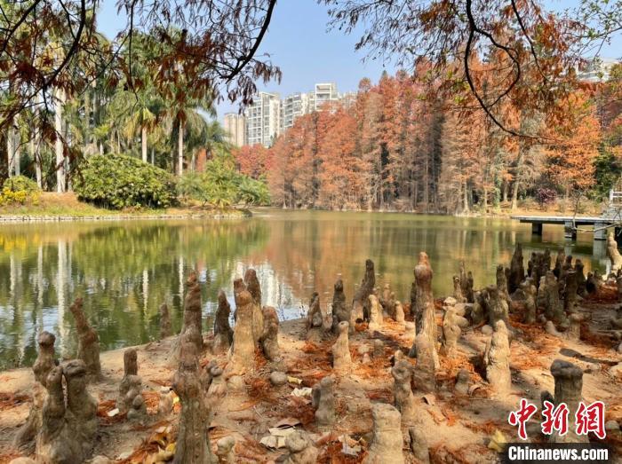 华南植物园一景(资料图) 王坚 摄