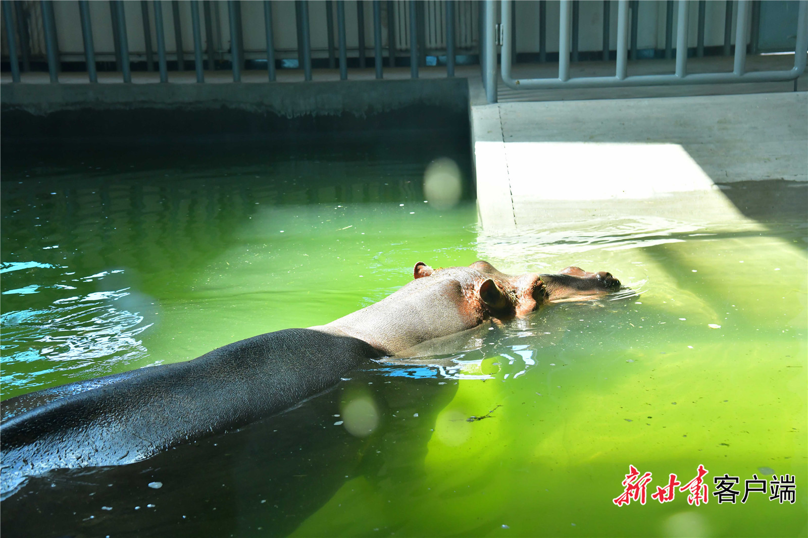 河马把自己泡在了水里