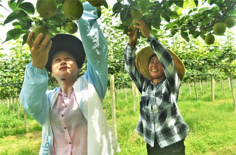 6月30日，位于浩口镇苏港村的潜江市吉冠生态农业有限公司组织员工在梨园采摘梨子