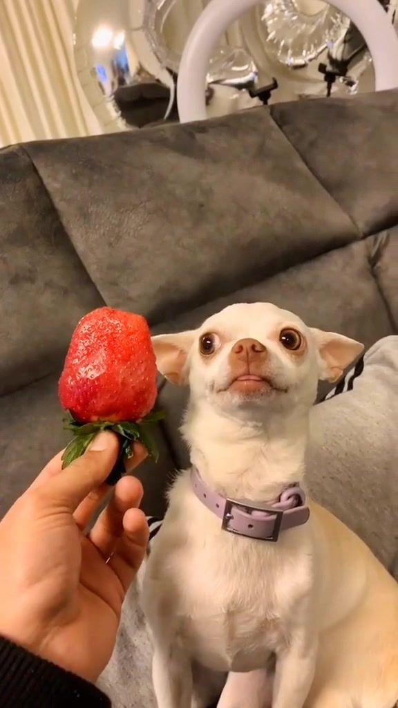 神奇动物在抖音 #狗狗 #看一遍笑一遍 #分享有趣的视频 #搞笑视频