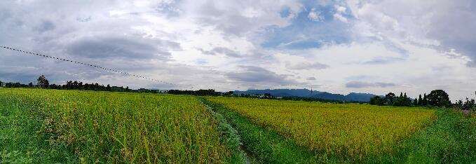 一望无际的稻田(李梦丽 摄)