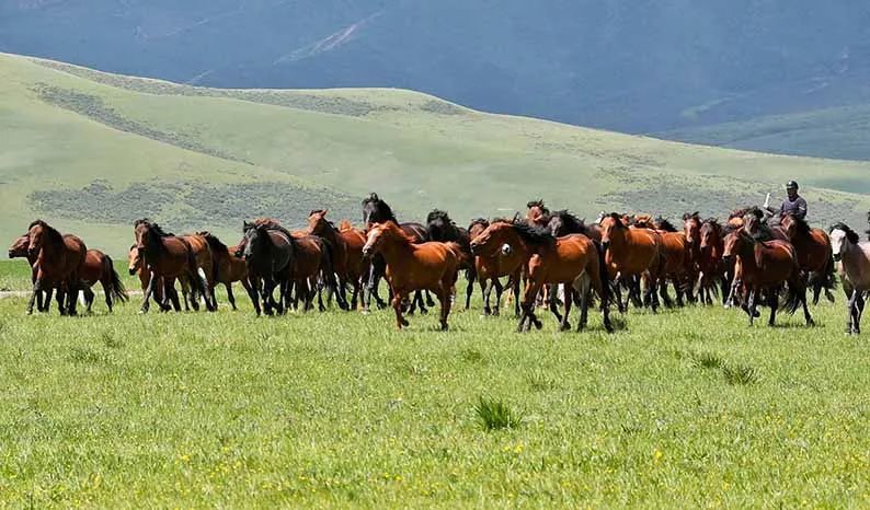 夏日山丹马场：无边绿翠凭"马"牧 "千"马飞歌醉碧宵