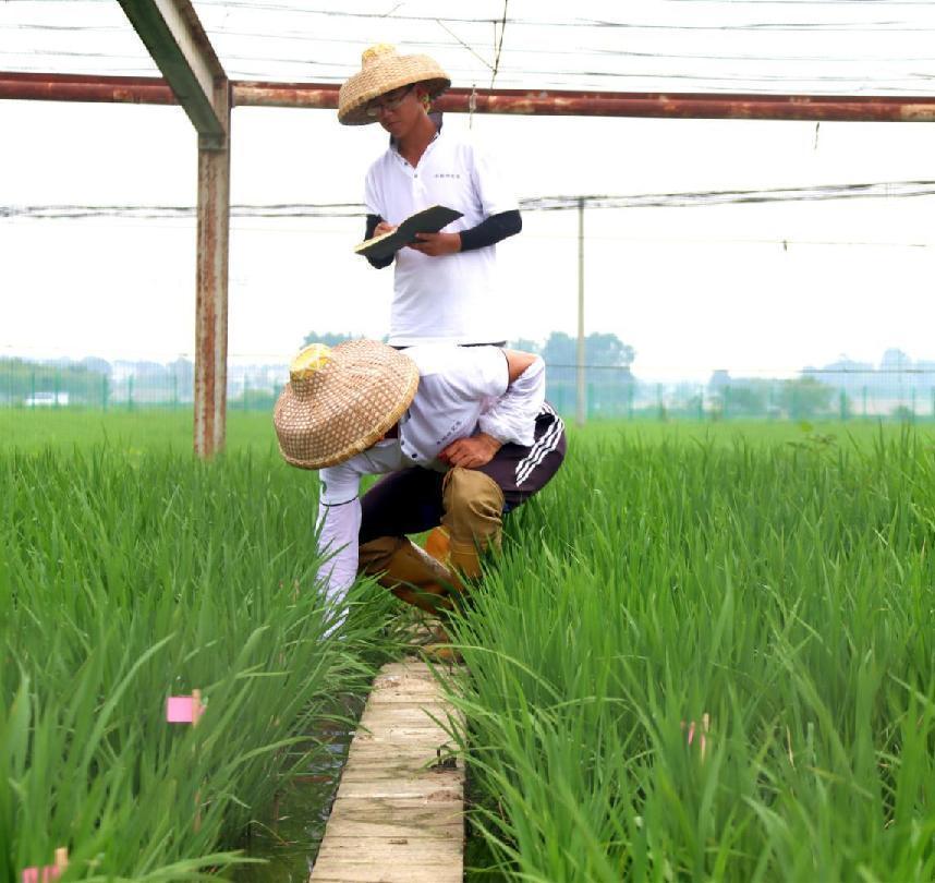 安徽肥西80后女博士和她的农业强国梦