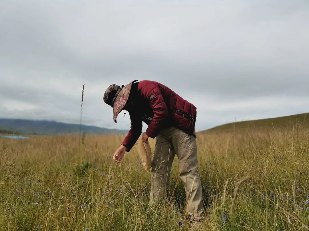 盘娃在捡拾种子