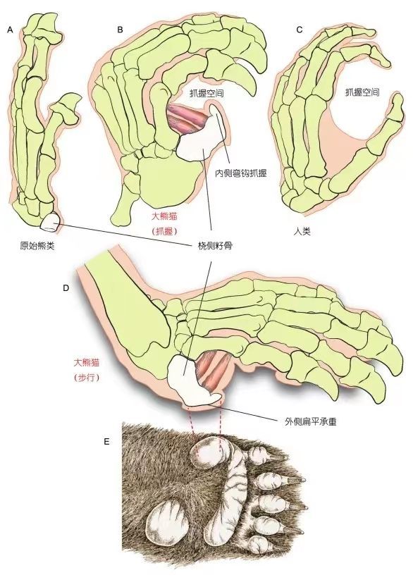 大熊猫（B, D, E）、原始熊类（A）和人类（C）手部的对比（王晓鸣 供图）