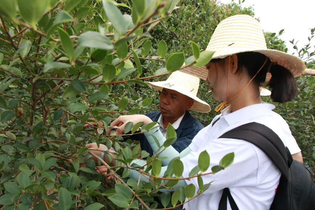 情繫故里三下鄉⑤油茶為媒促振興茶旅融合築未來