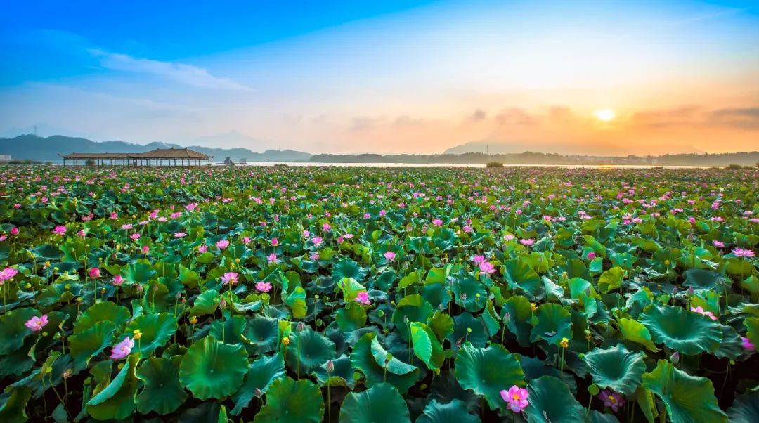 千畝蓮花基地,由以前的一片荒地華麗轉身為生態溼地公園,良好的富氧