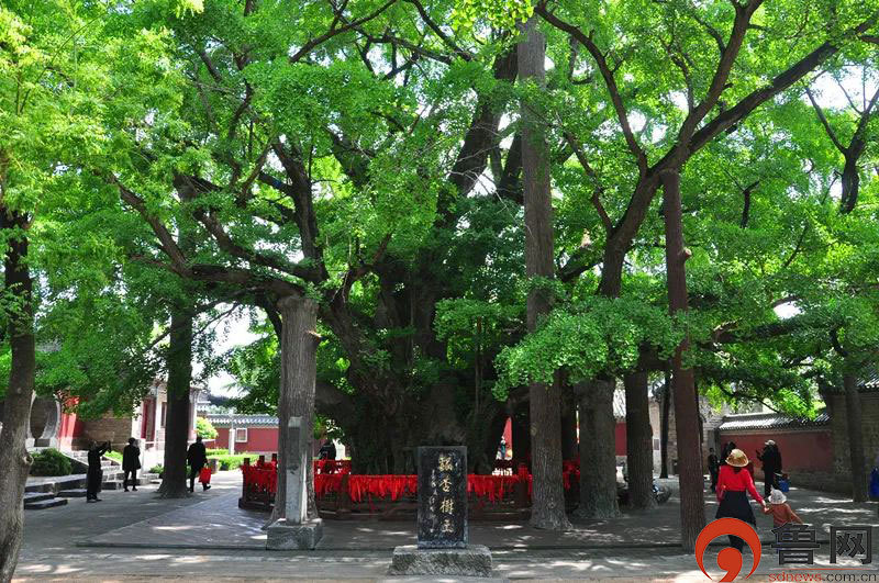 日照暑假研学游指南来啦！开启收获满满的夏日之旅！