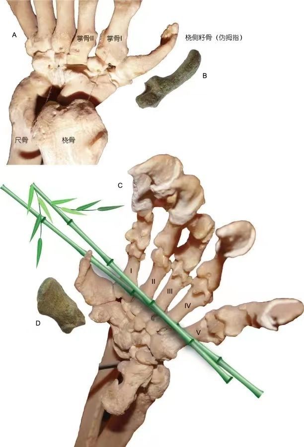大熊猫（A, C）和云南昭通大熊猫化石（B, D）“第六指”的解剖结构。（王晓鸣 供图）