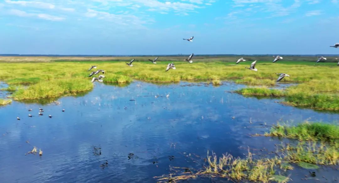 沉湖国际重要湿地