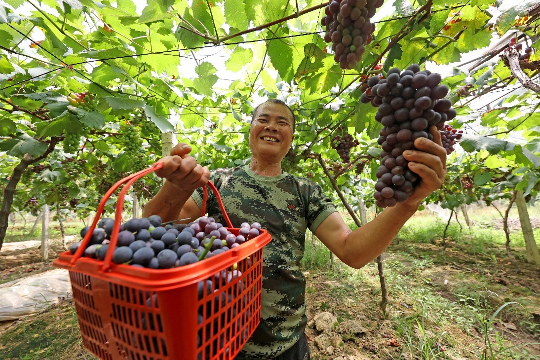 江西东乡家庭农场葡萄丰收