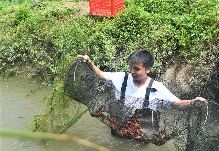 李泽江在梨园围沟捕捞小龙虾