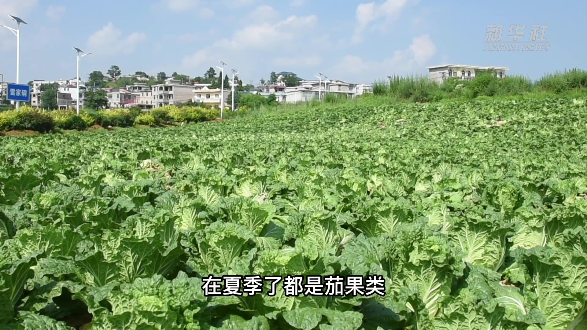 贵州平坝：规模化菜地里的增收路