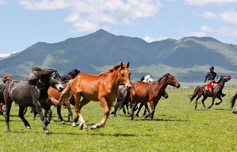 夏日山丹马场：无边绿翠凭"马"牧 "千"马飞歌醉碧宵
