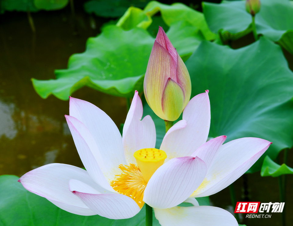 常宁市胜桥田园小镇——苍坪村姿态万千、风情万种的荷花翩翩盛开。