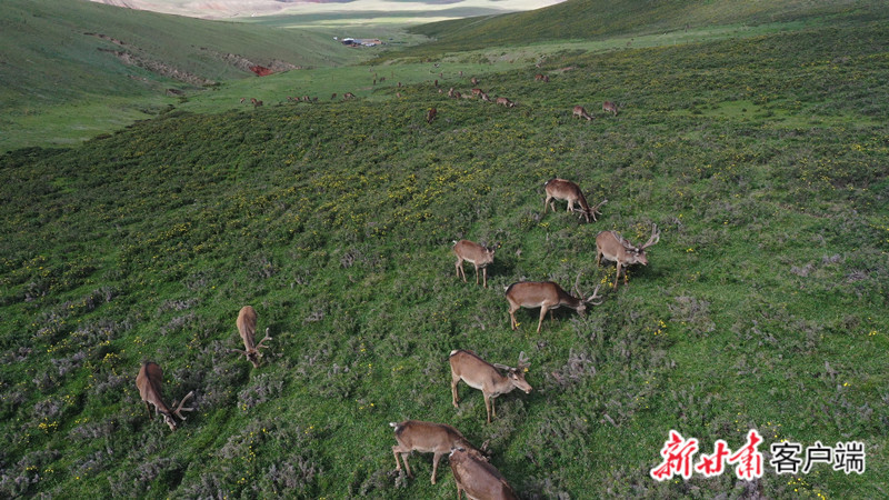 草原上的马鹿（肃南县融媒体中心供图）