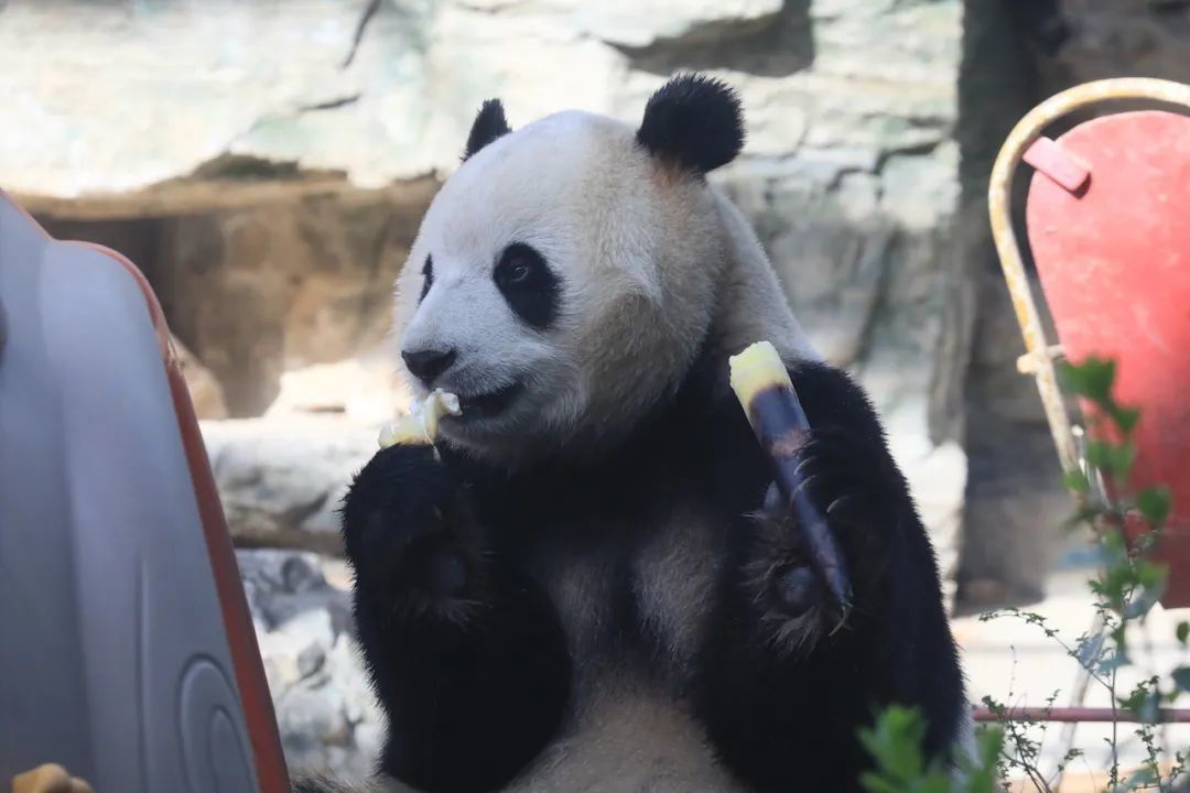 大熊猫“福星”在吃竹子。王汉琦/摄
