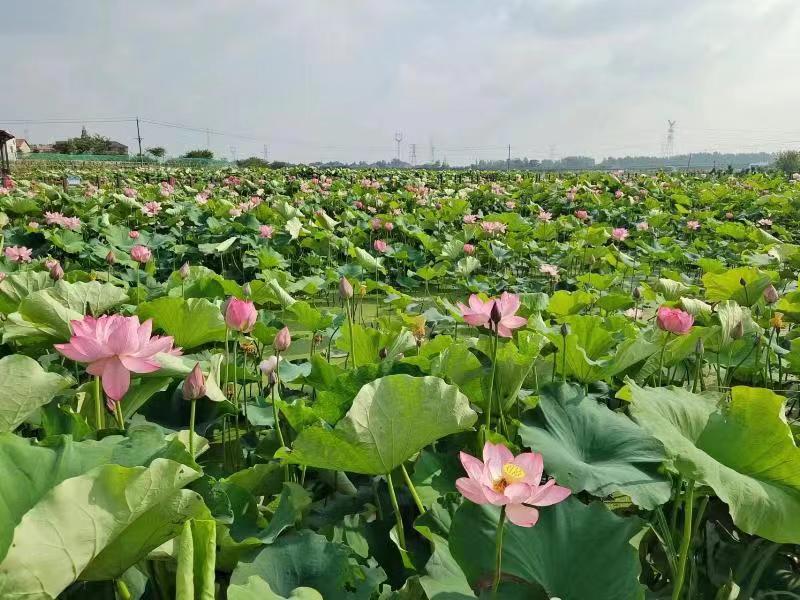 满池塘荷花喻桂清表示,下一步,将继续积极为中科院武汉植物园当好实验