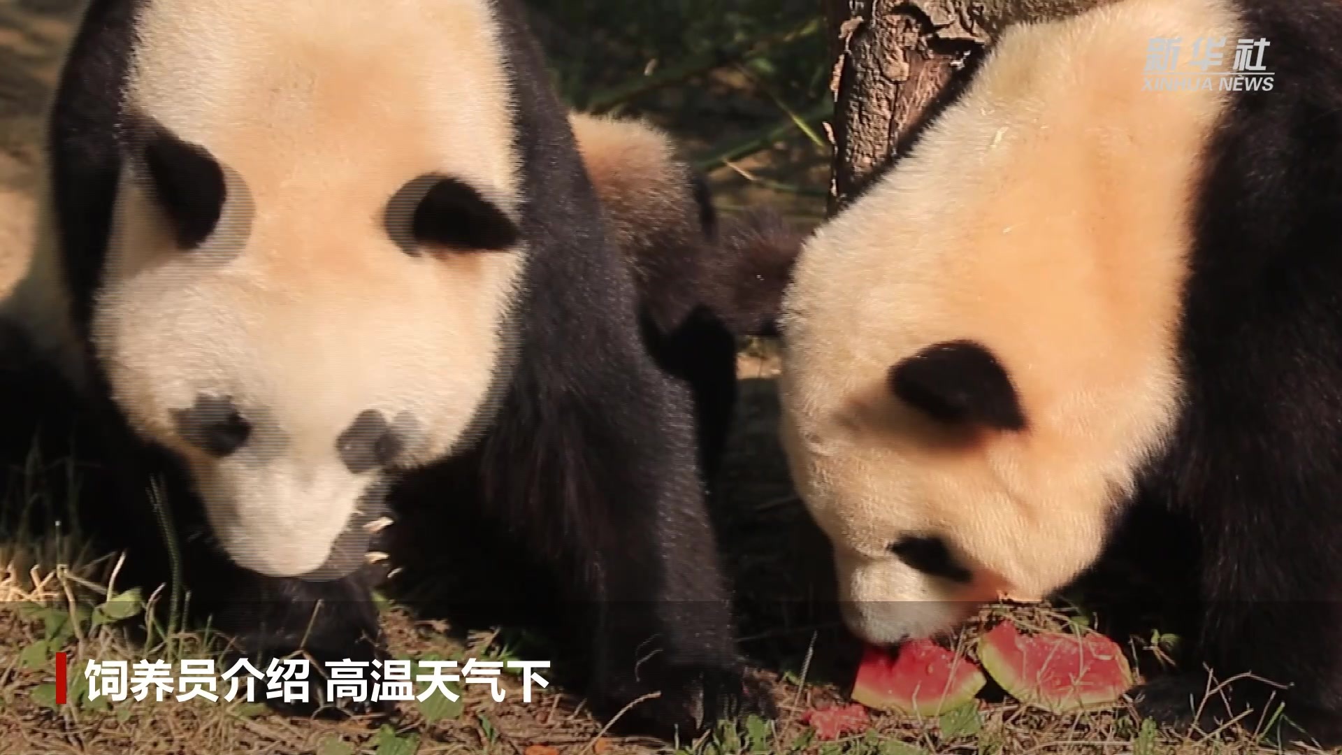关注丨大熊猫国家公园周岁成长记_四川在线