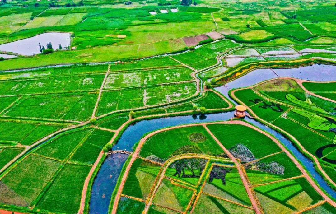 大地为纸稻苗作笔 张掖甘州绘出田园好“丰”景
