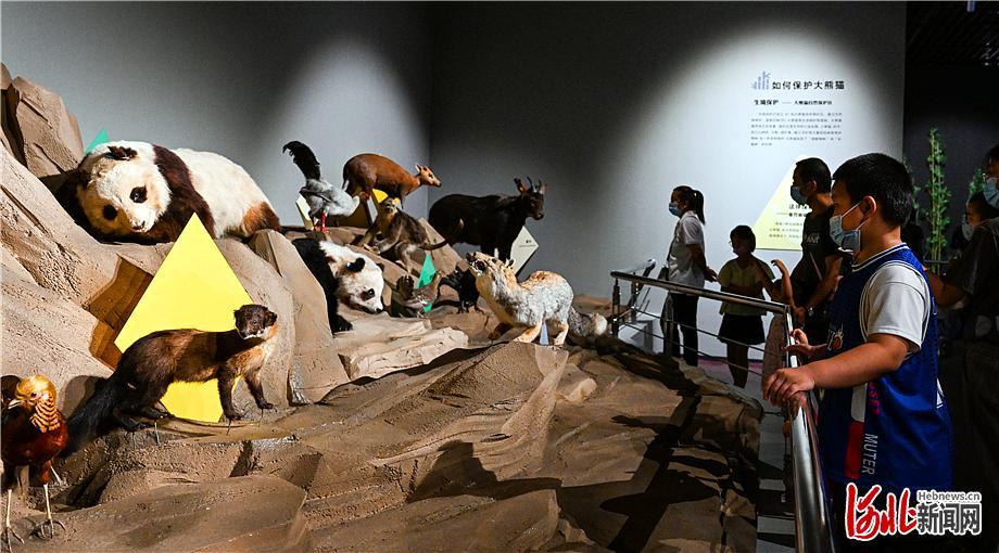 日前,河北博物院携手重庆自然博物馆共同主办的《熊猫时代——揭秘大熊猫的前世今生》在河北博物院展出。 河北日报记者耿辉摄