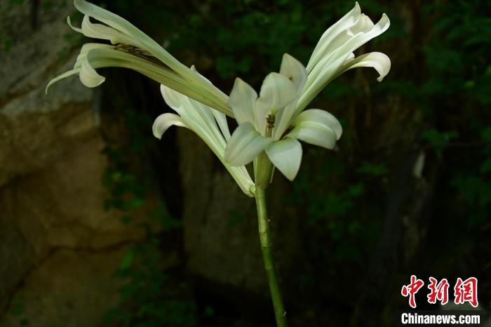 陕西秦岭首次发现国家二级重点保护植物荞麦叶大百合