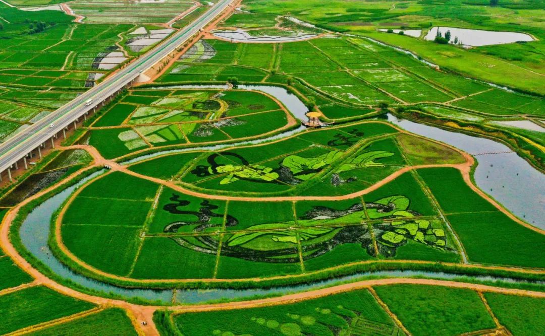 大地为纸稻苗作笔 张掖甘州绘出田园好“丰”景