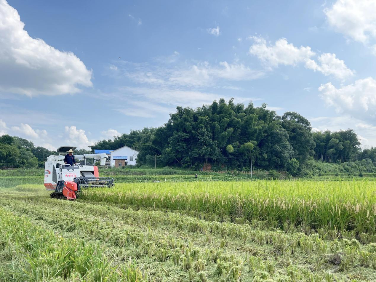 长沙县安沙镇有了田保姆畅通双抢路