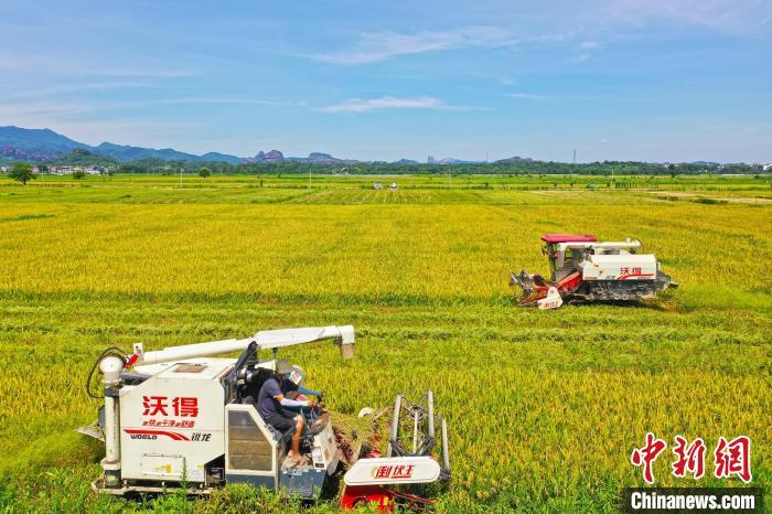 盛夏时节迎早稻丰收 江西多地田园收割忙（图）凤凰网江西_凤凰网