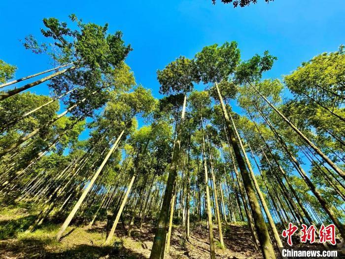 云浮林场公益林示范区的大径材培育区 广东省林业局 供图