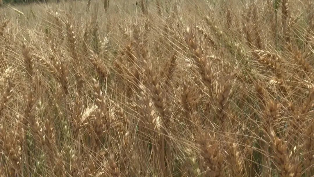 白银一片好“丰”景 超70万亩小麦开镰收割