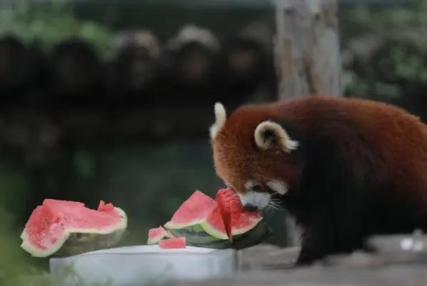 北京动物园的小熊猫在吃“冰镇西瓜”。王汉琦/摄