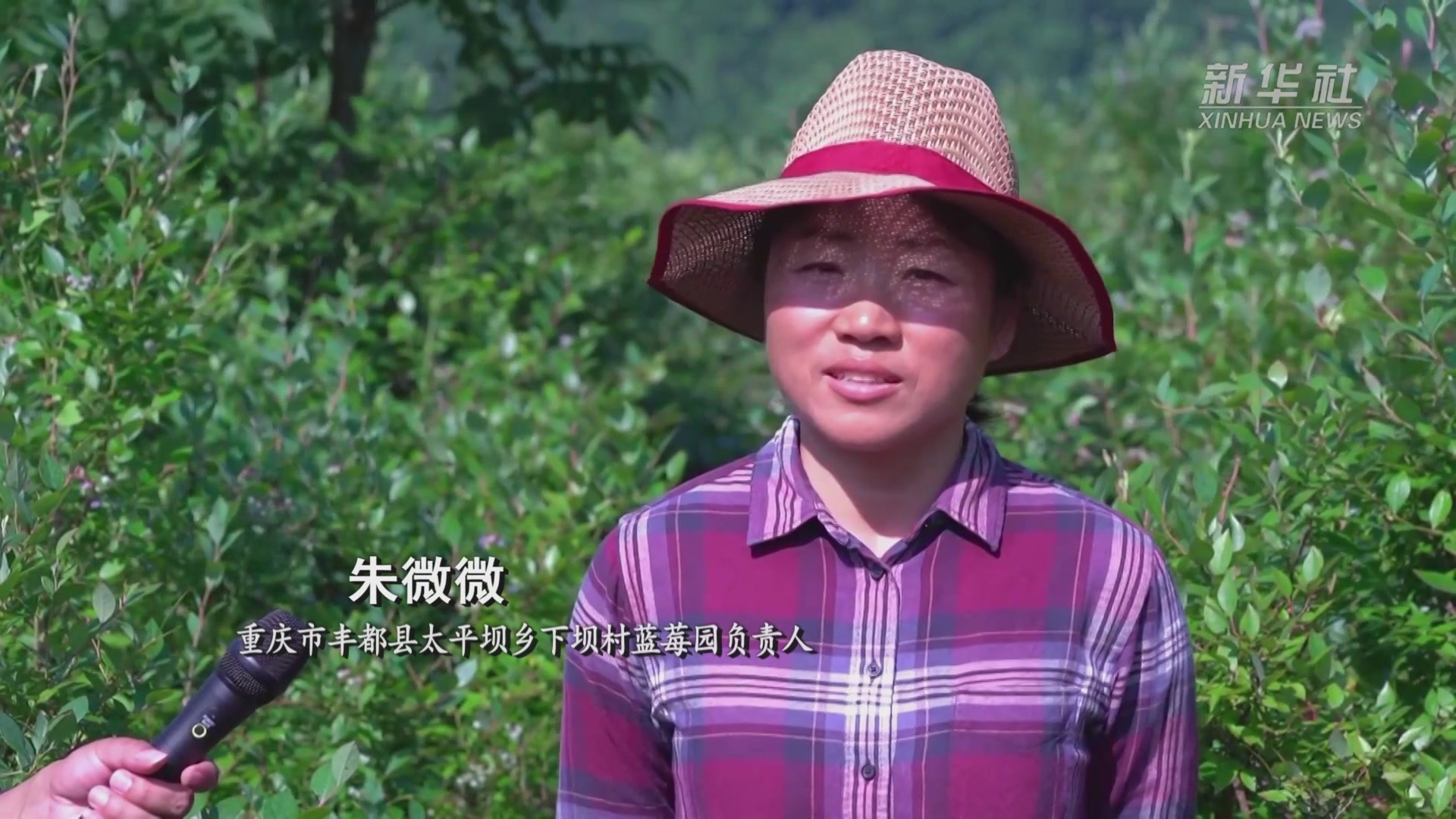 重庆丰都：高山蓝莓丰收 促进村民就近就业增收