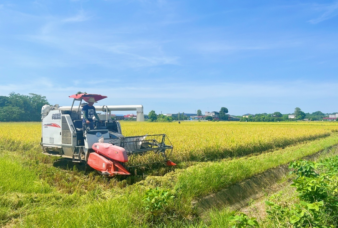 伴随着机器的轰鸣声,大型收割机来回穿梭,切割,脱粒并粉碎稻杆,收割机