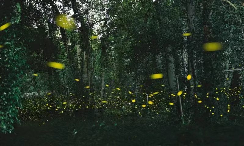 华南地区第一个!世界最大的南亚热带植物园今日在广州揭牌