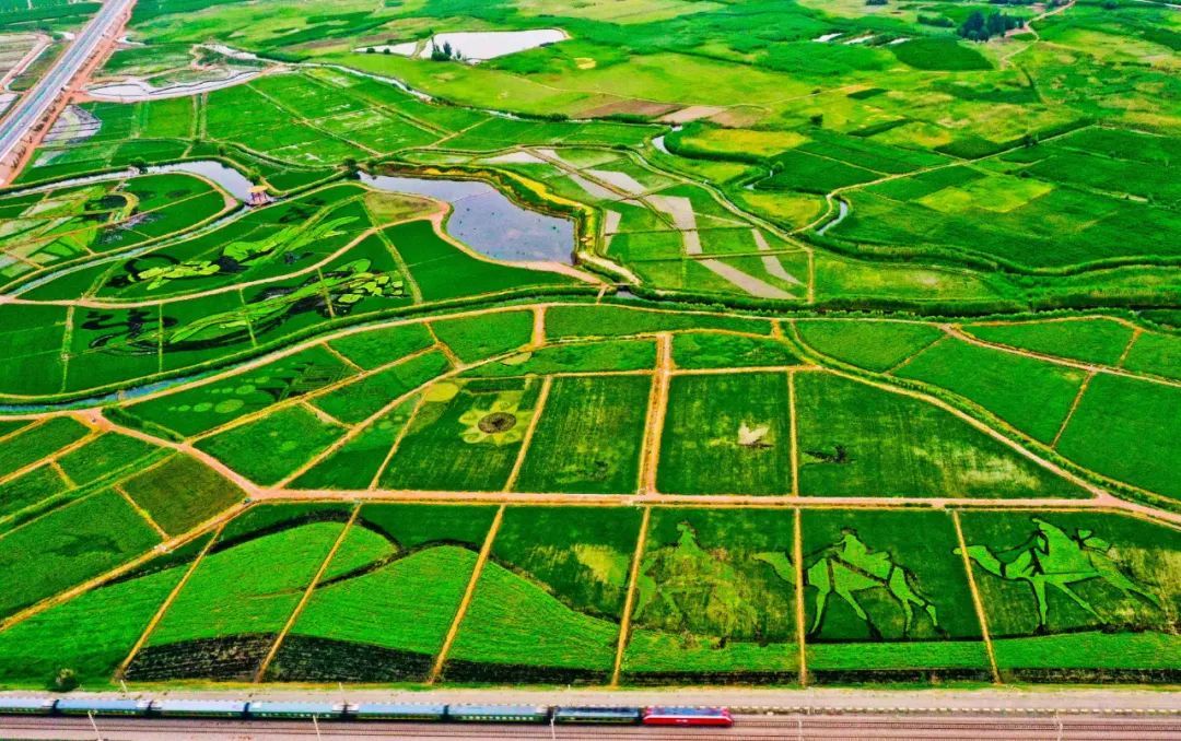 大地为纸稻苗作笔 张掖甘州绘出田园好“丰”景