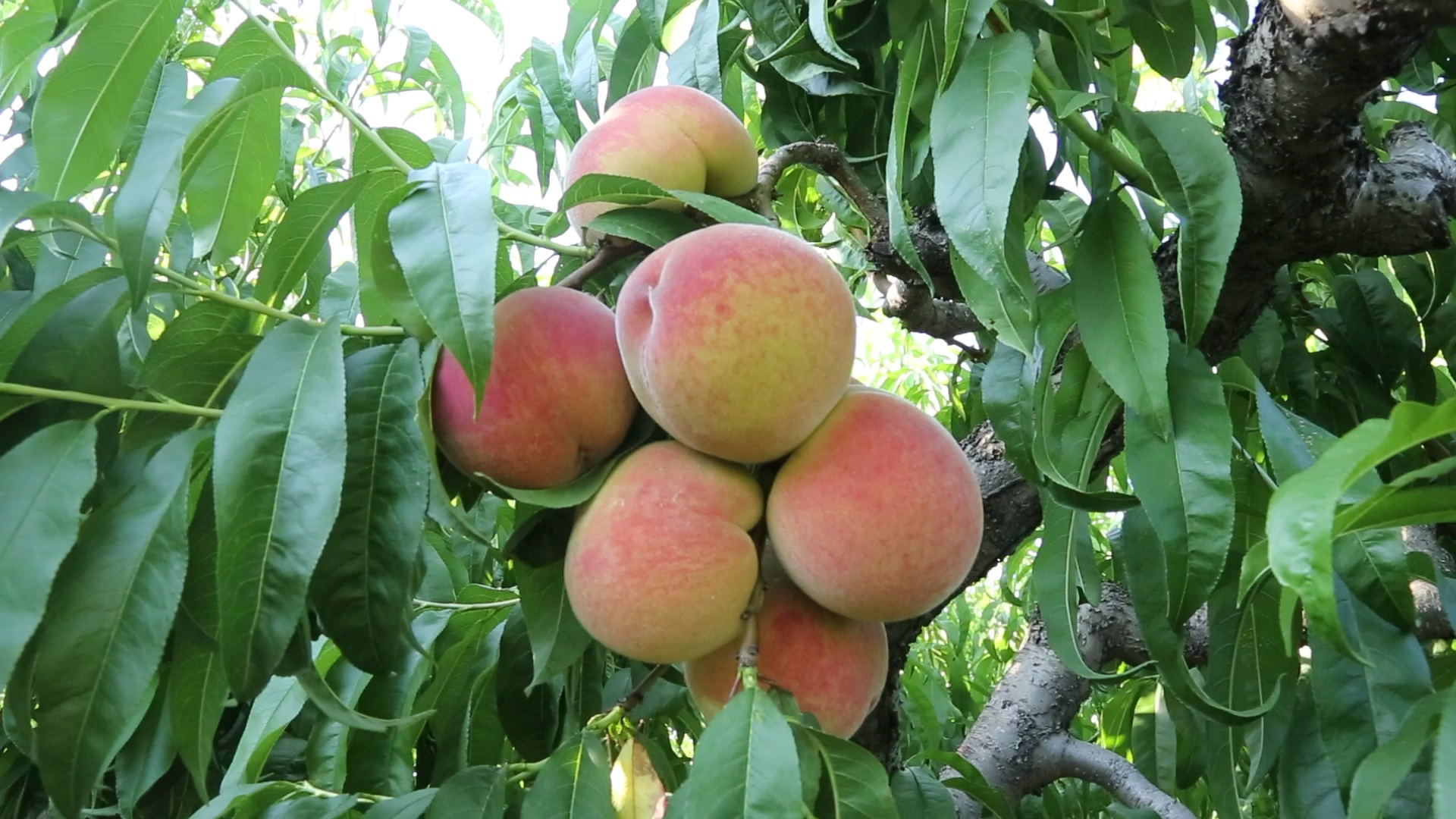 三门峡市陕州:小桃子成为大产业