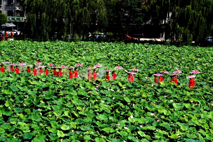 章丘区白云湖：如诗如画，水乡产业绽芳华