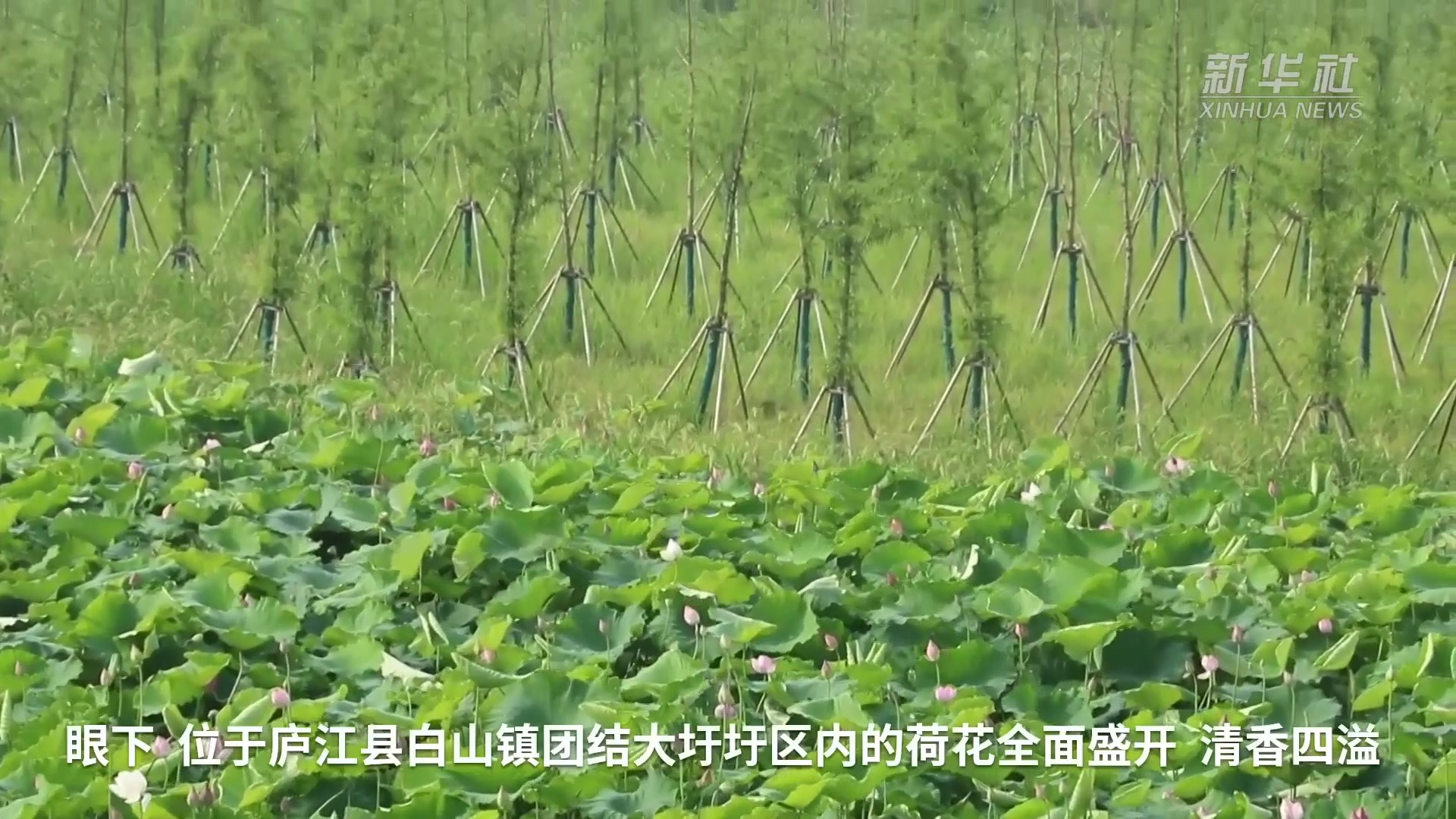 新华全媒+｜安徽：发展湿地生态经济 清了水源富了农家