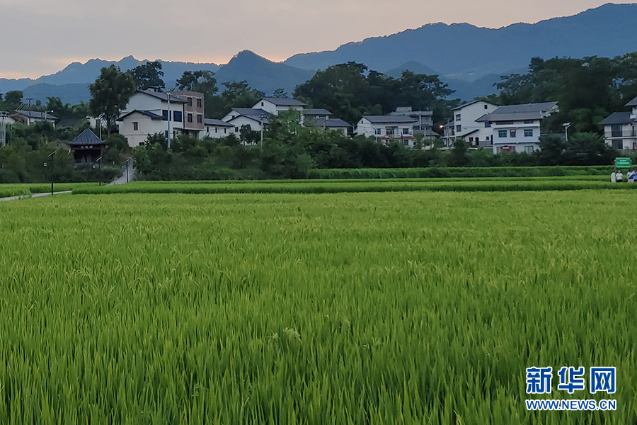 在希望的田野上田園變公園田園綜合體繪出振興好風景