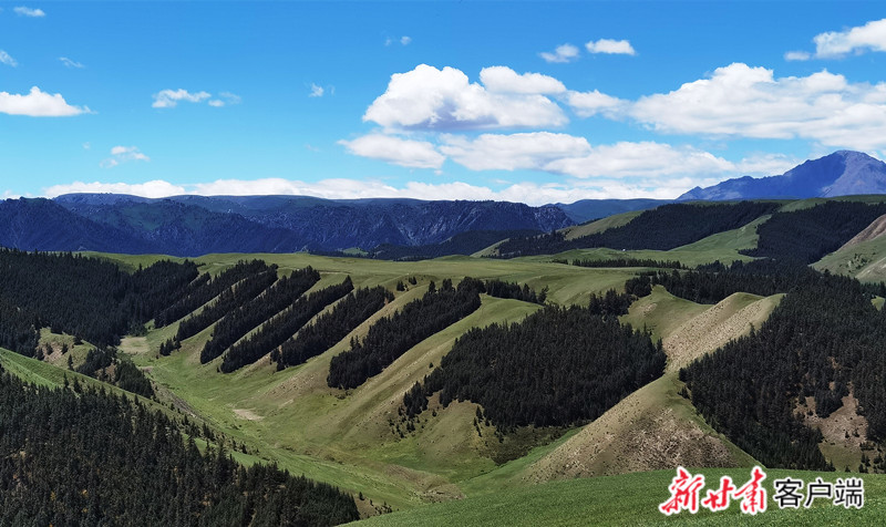 肃南县境内九排松景点 新甘肃&middot;甘肃日报记者 范海瑞 摄