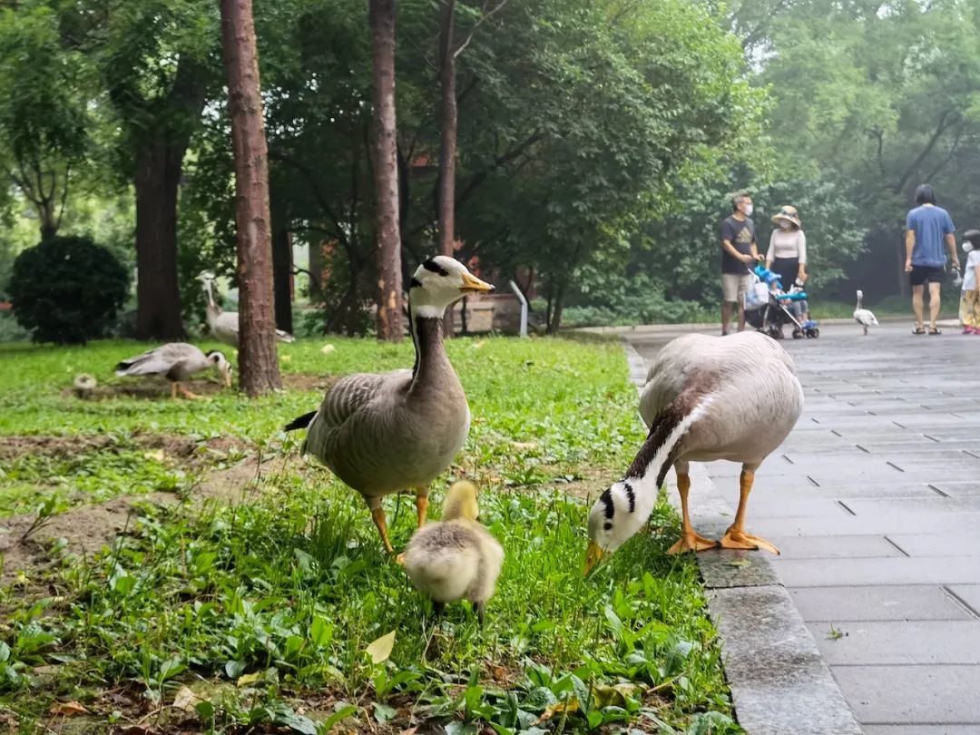 6月22日一场雨后，斑头雁在动物园草坪上“带娃”。中青报·中青网记者 耿学清/摄