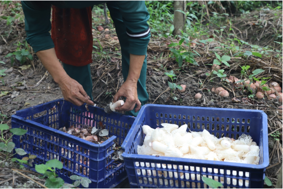 宜黄林下种植红托竹荪拓宽生态致富路