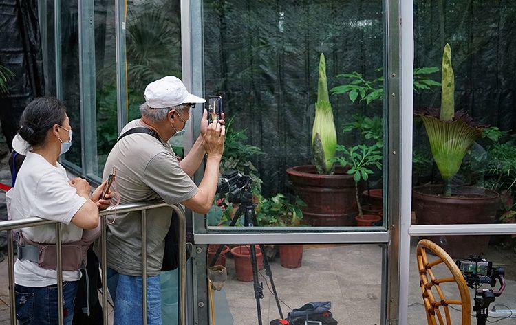 世界首次！国家植物园人工栽培巨魔芋群体开花