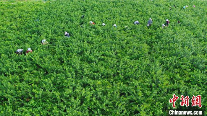 村民们正在采摘欧李。(无人机照片) 张保卫 　摄