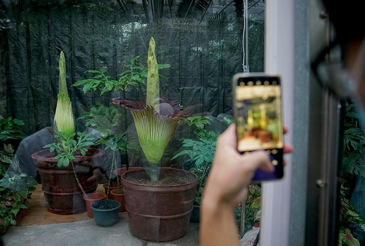 世界首次！国家植物园人工栽培巨魔芋群体开花