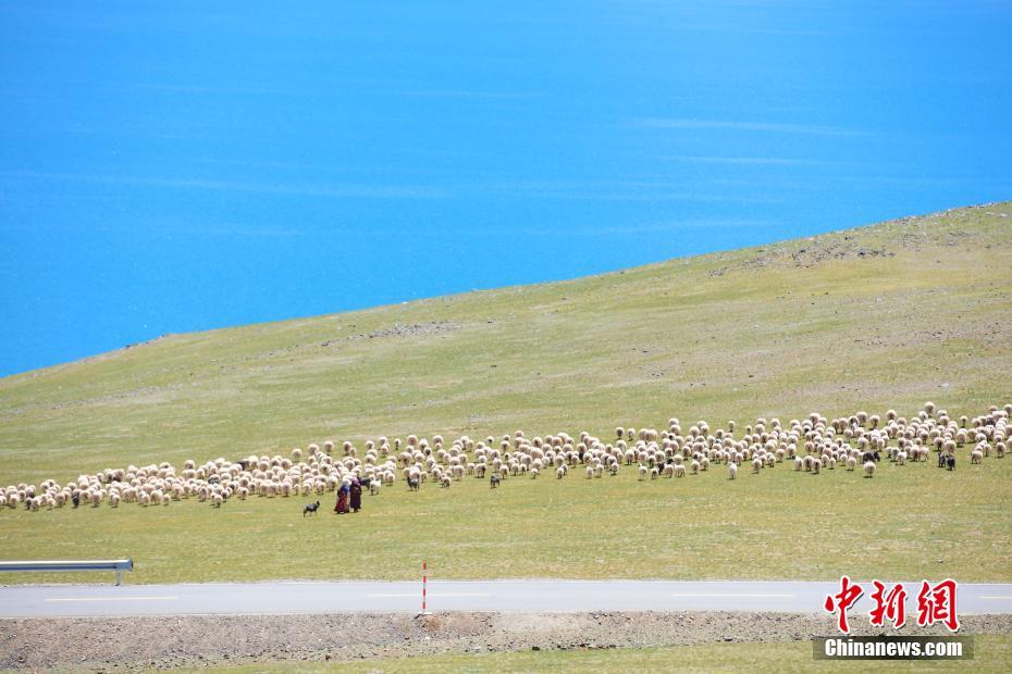 西藏羌塘草原迎来最美的季节