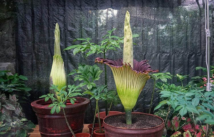 世界首次！国家植物园人工栽培巨魔芋群体开花