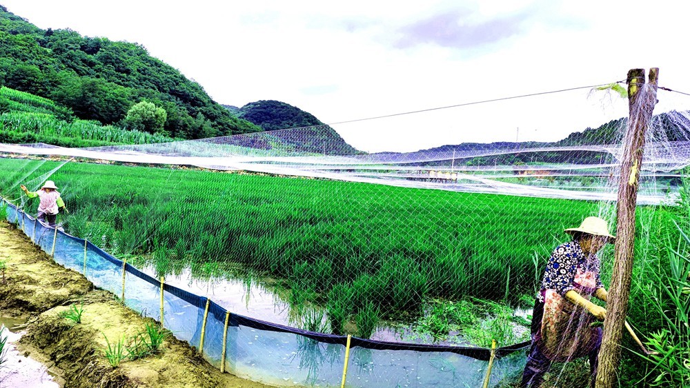 宜君：稻田养殖龙虾 育出产业新希望